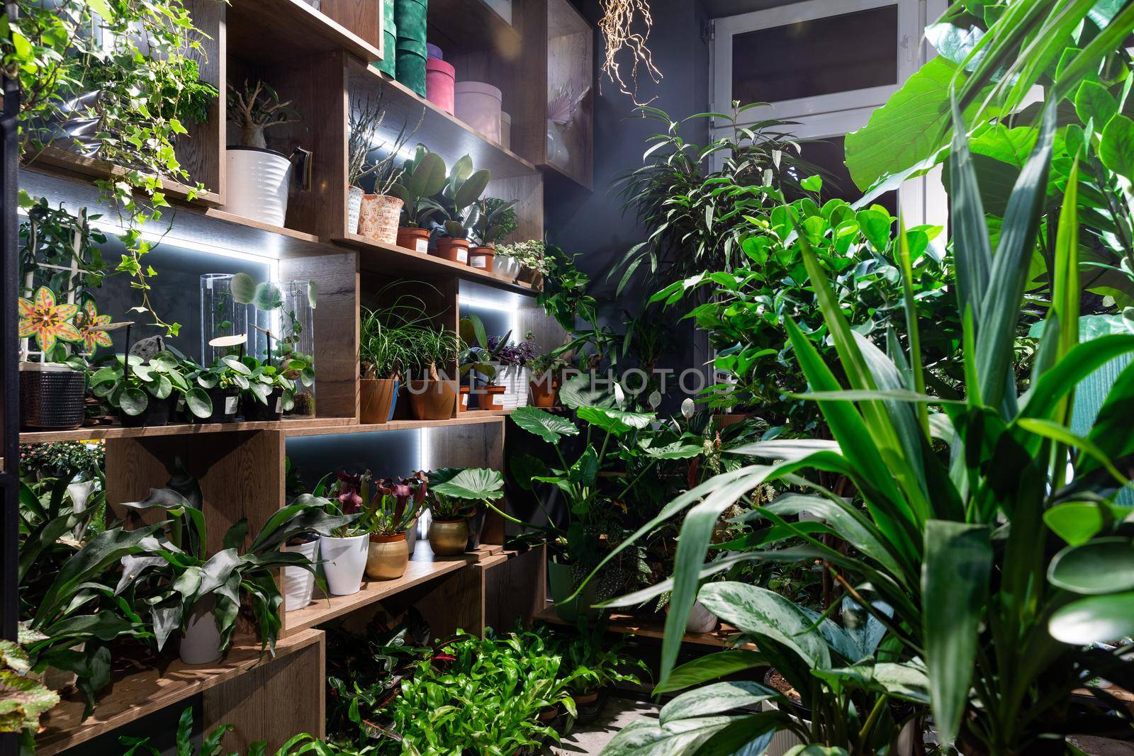 flower shop selling potted plants and exotic flowers.