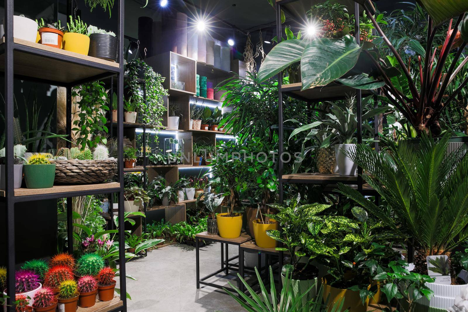 flower shop interior with potted plants on shelves.
