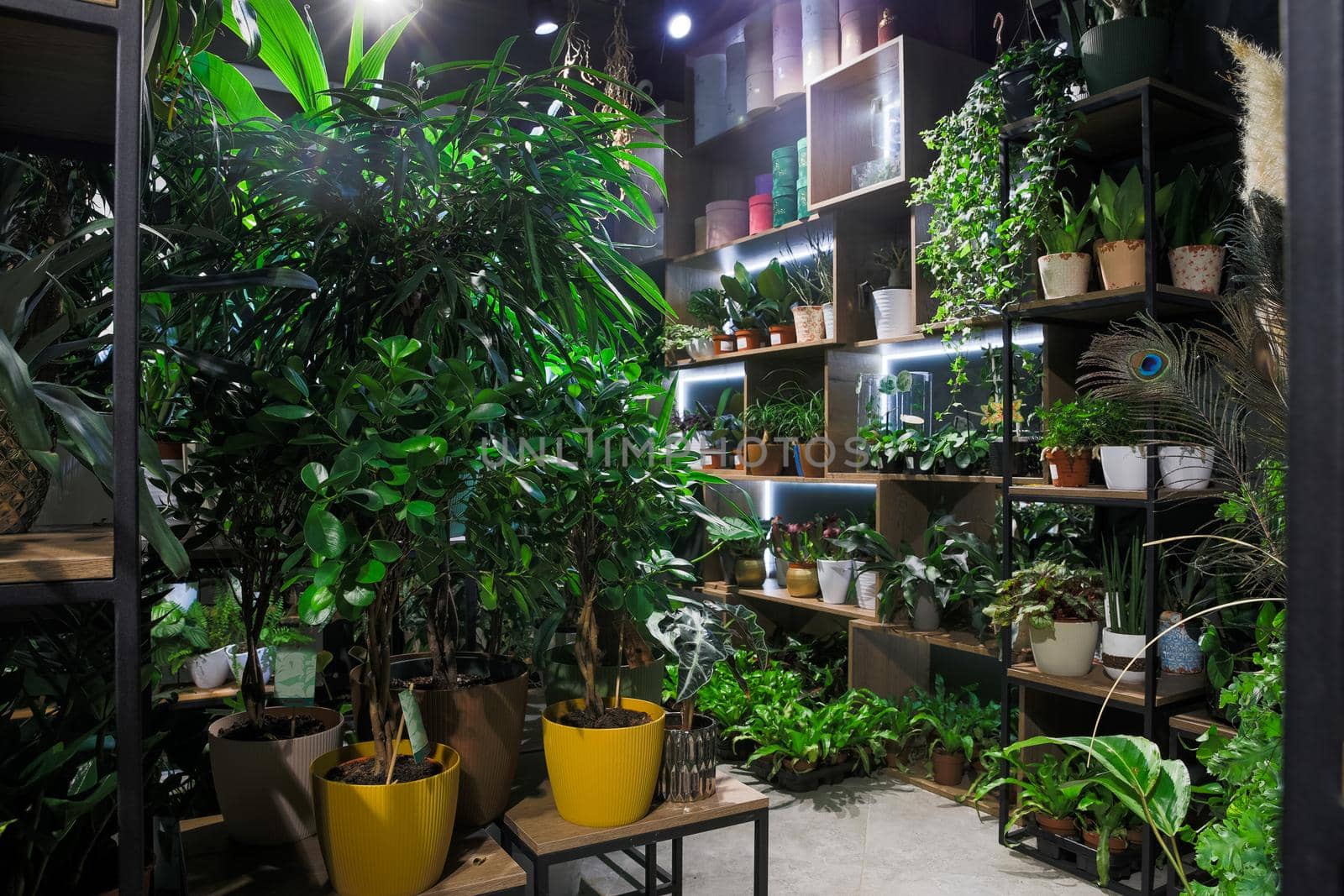 florist shop with premium exotic potted plants.