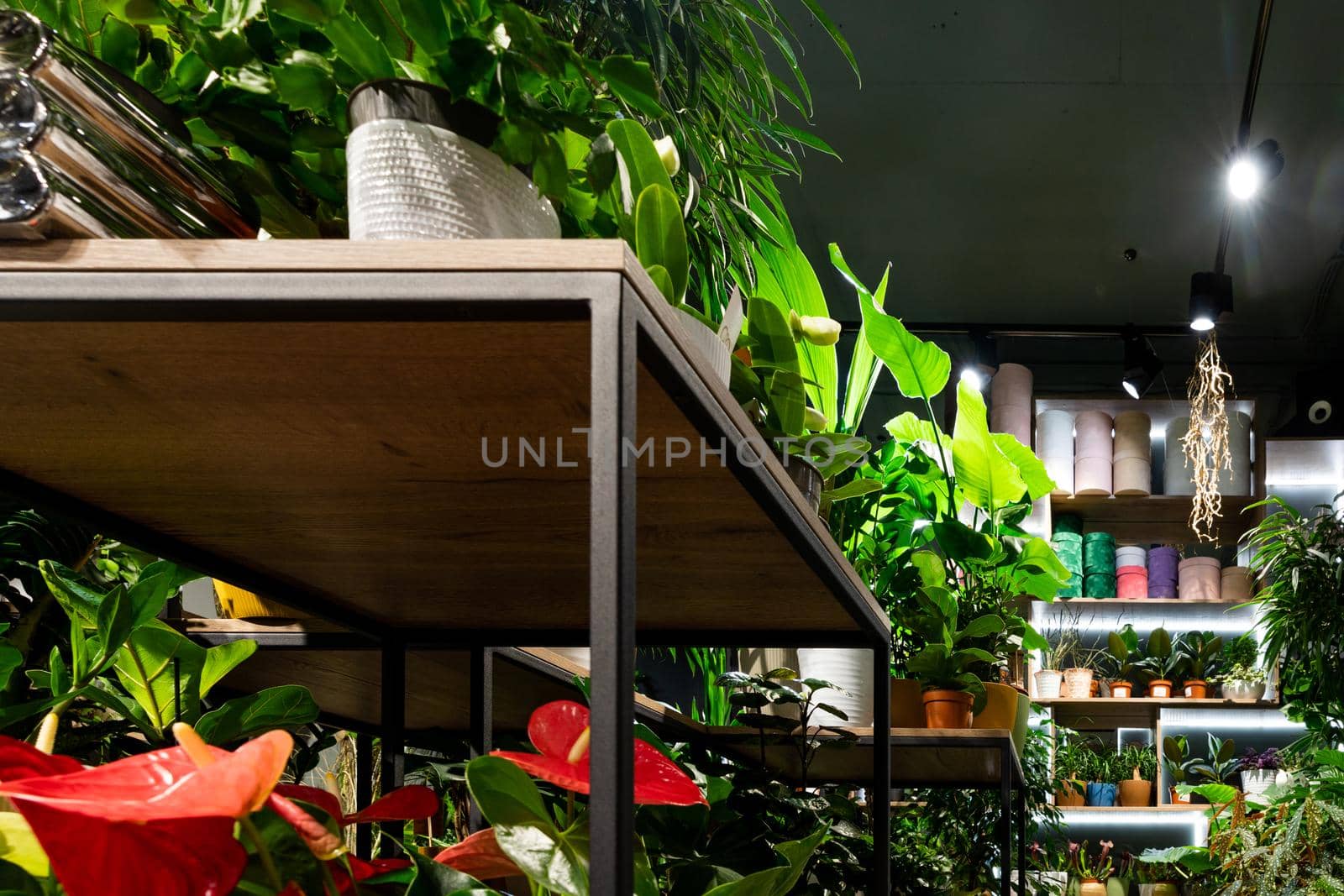 stylish interior of a florist shop with potted exotic plants on the shelves.