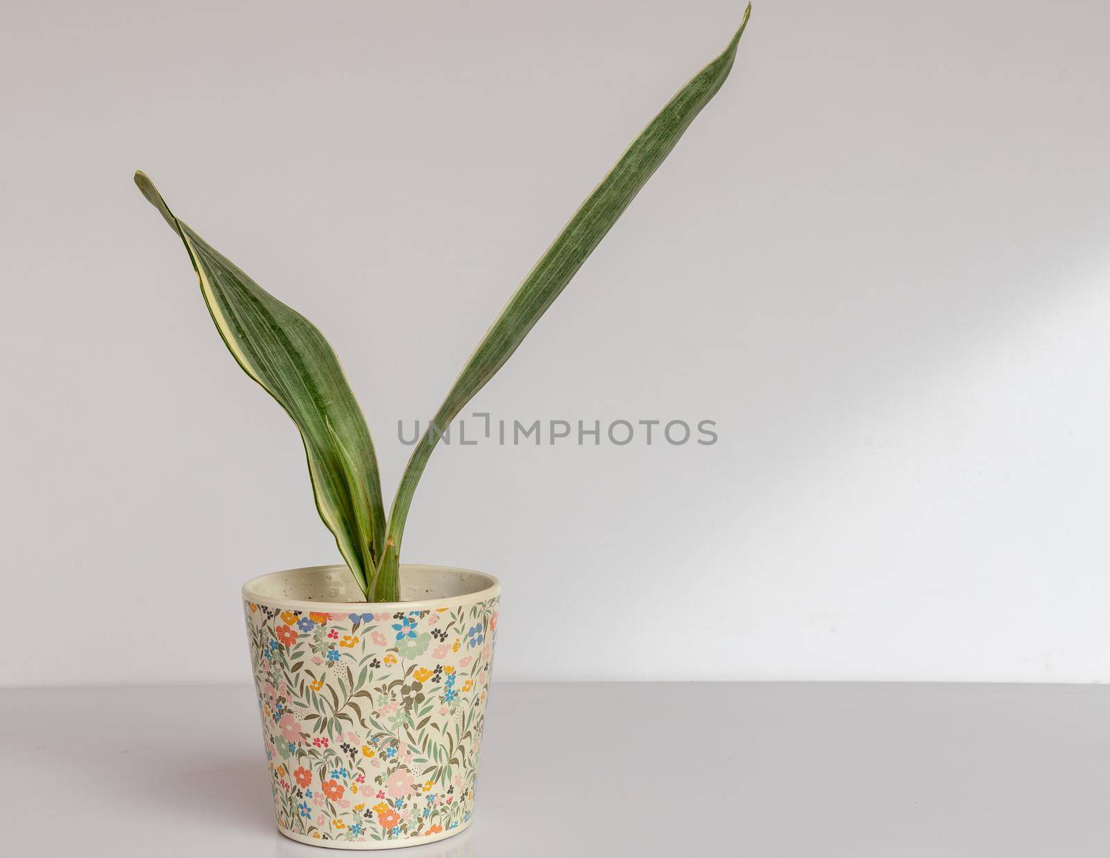 Sanseviera Bantel's Sensation white variegated snake plant in a decorative pot on white background