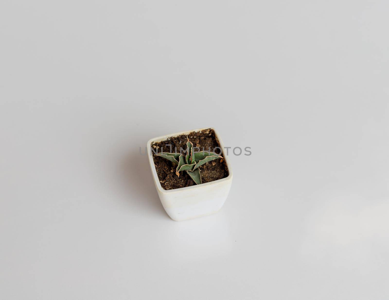 Sansevieria dwarf snake plant closeup view