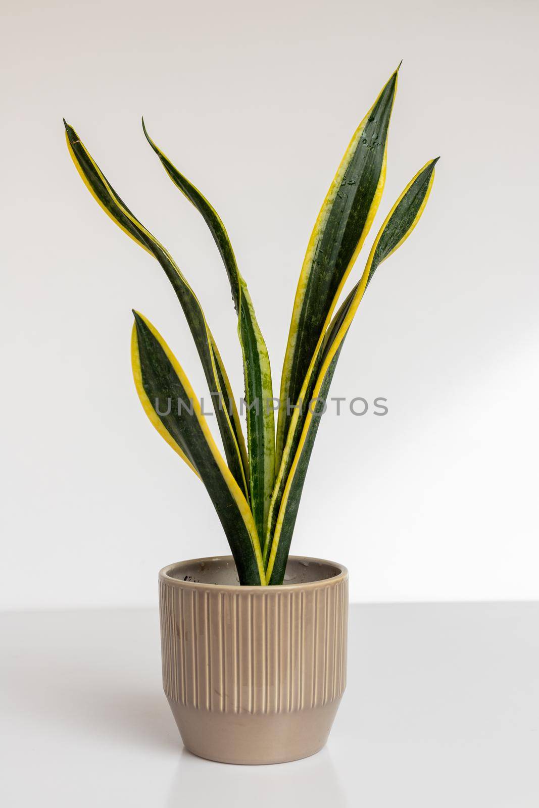 Sansevieria trifasciata Black Gold Extreme snake plant on isolated white background by Bilalphotos