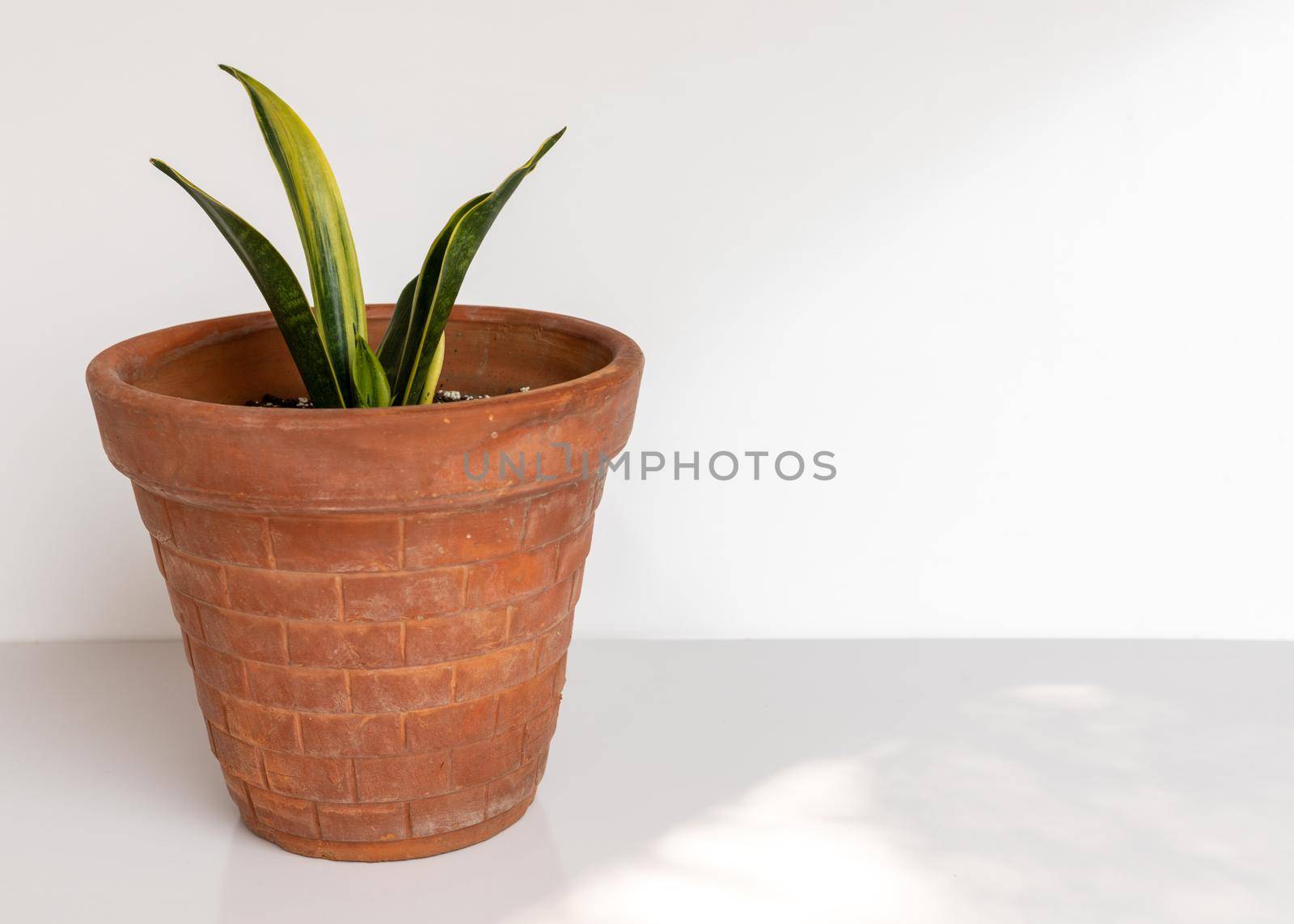 Sansevieria golden dust snake plant in a clay pot on isolated white background