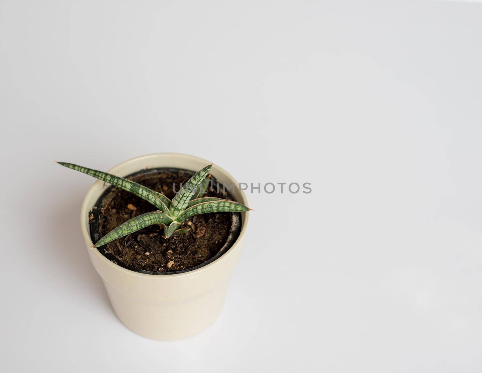 Sansevieria lavranos walking snake plant on isolated white background by Bilalphotos