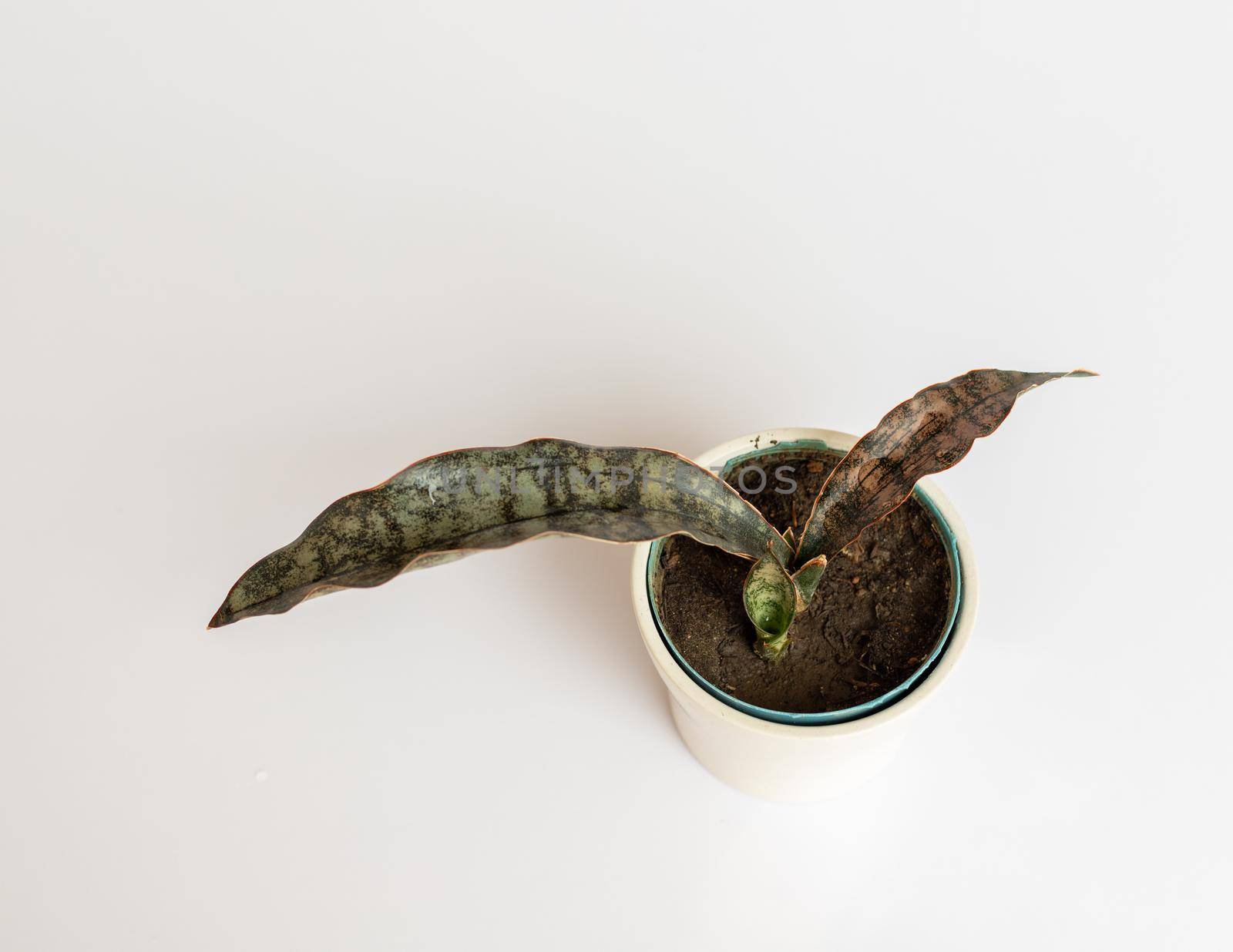 High angle view of Sansevieria Kirkii coppertone snake plant