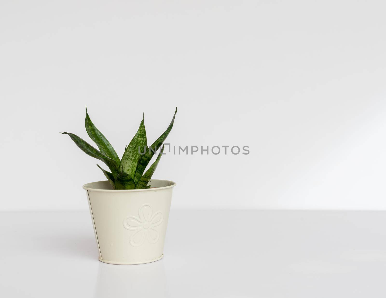 Sansevieria dwarf Snake Plant Bird’s Nest in a beautiful flowerpot on white isolated background with copy space