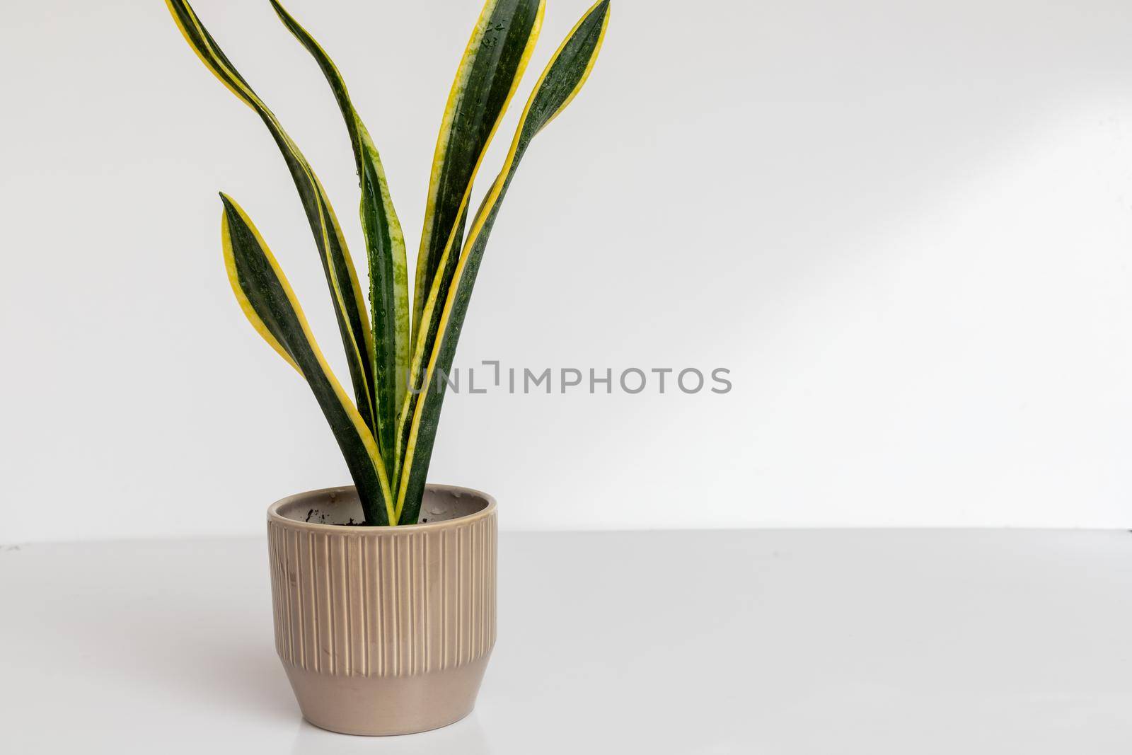 Sansevieria Trifasciata Black Gold in a decorative ceramic pot on white isolated background