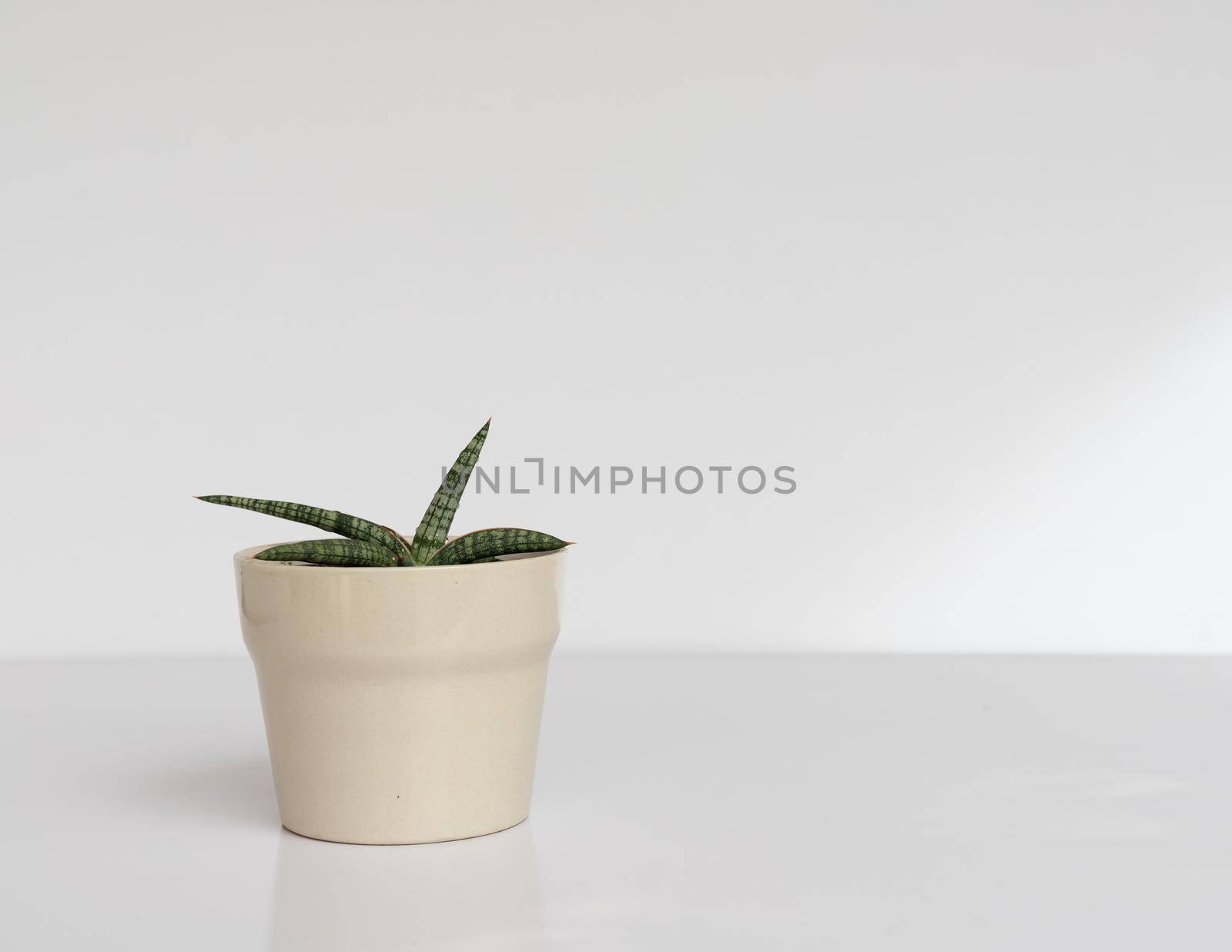 Sensaveria walking snake plant in a beautiful decorative ceramic pot on white isolated background