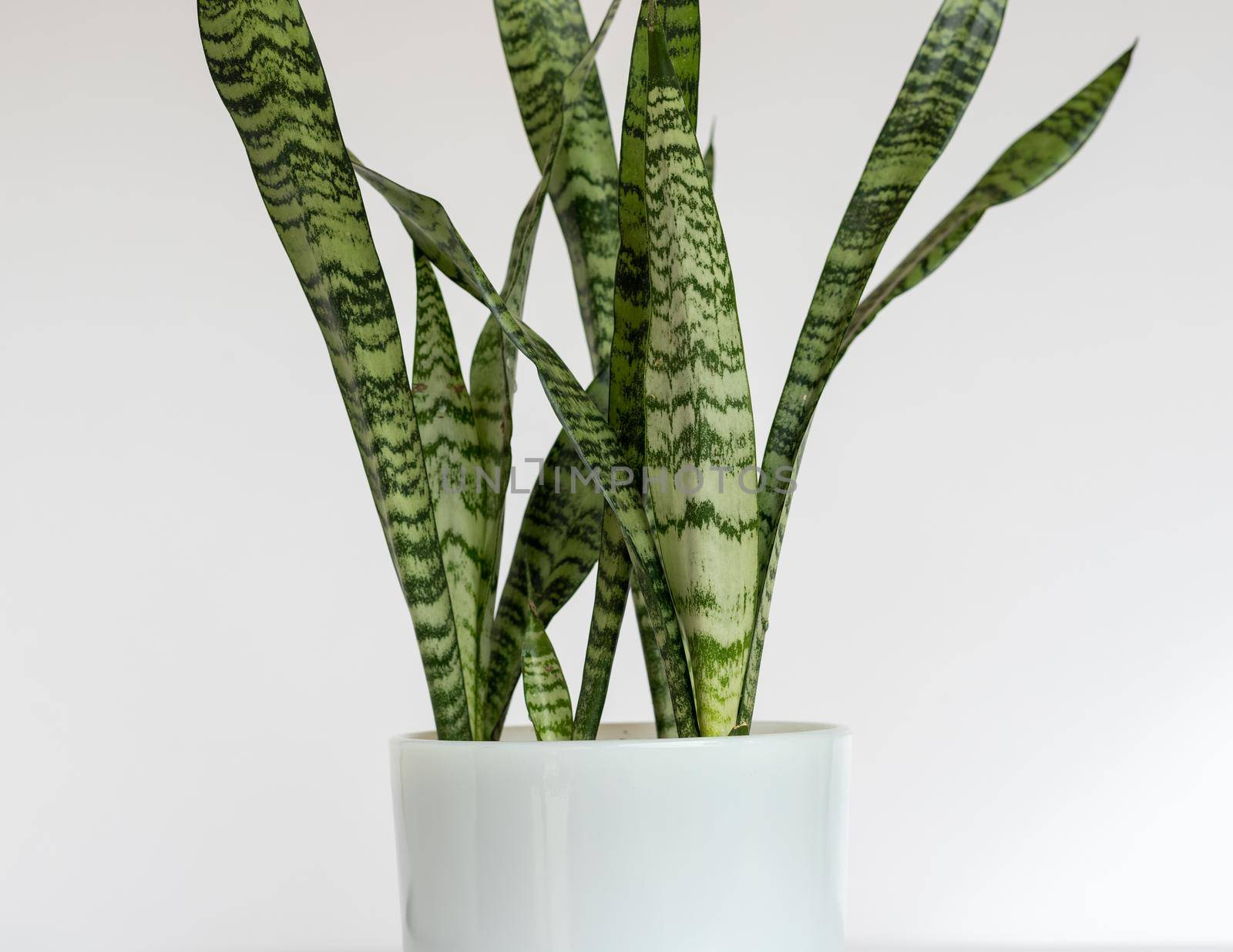 Sansevieria zeylanica snake plant on isolated white background