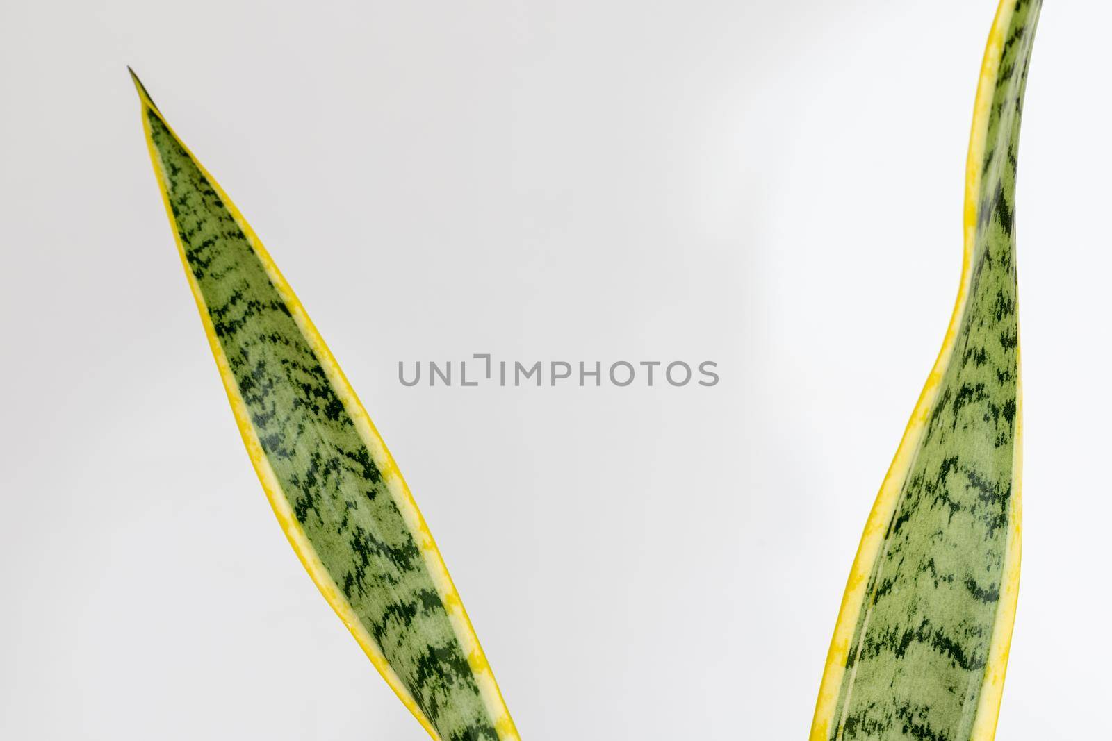 Sansevieria Trifasciata Laurentii snake plant leaves closeup