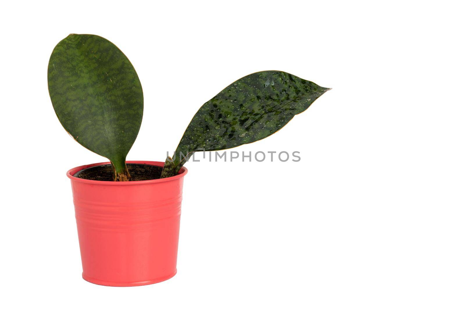 Snake plant whale fin in a pink pot on isolated white background