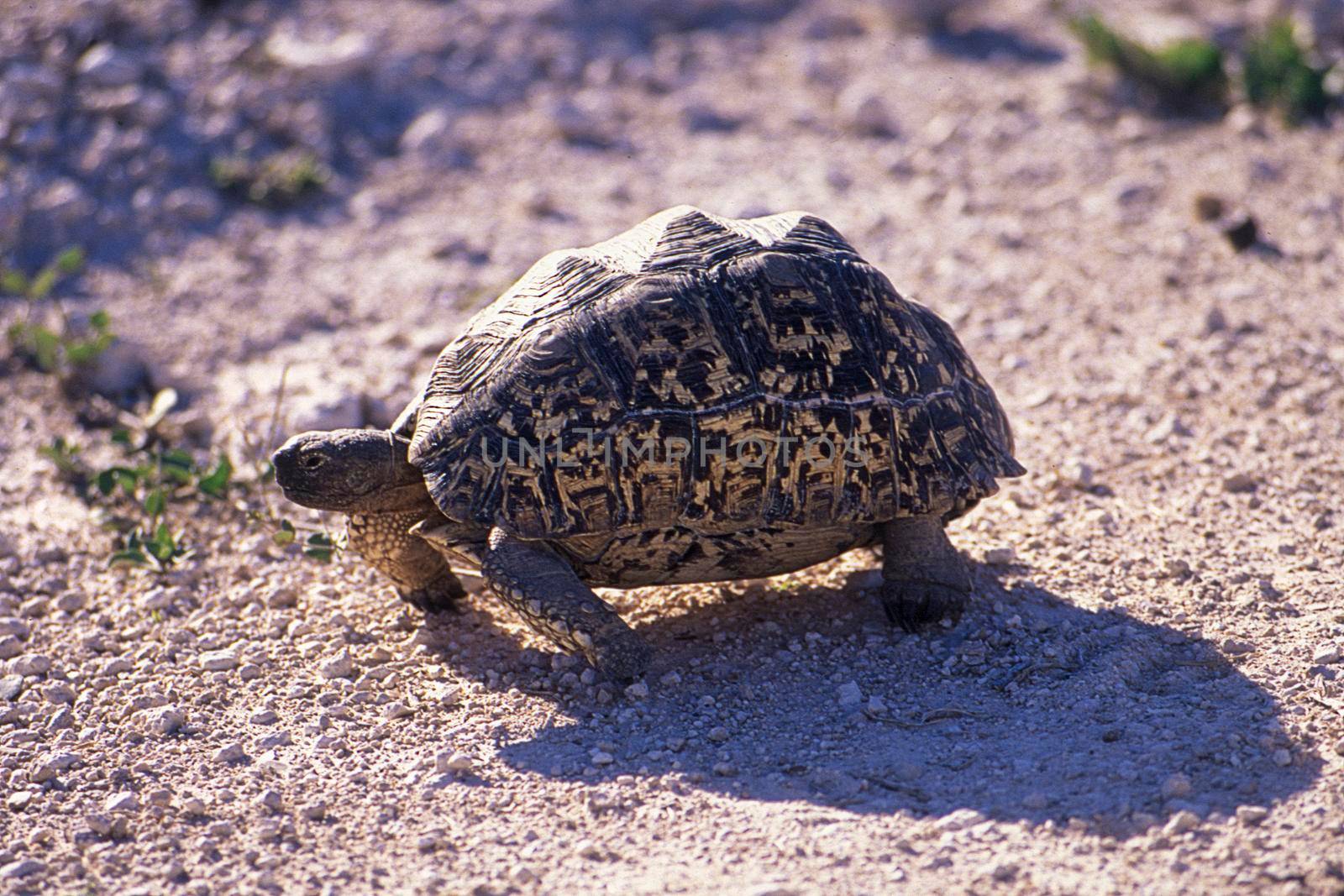 leopard tortoise (geochelone pardalis) etosha national park, namibia, africa