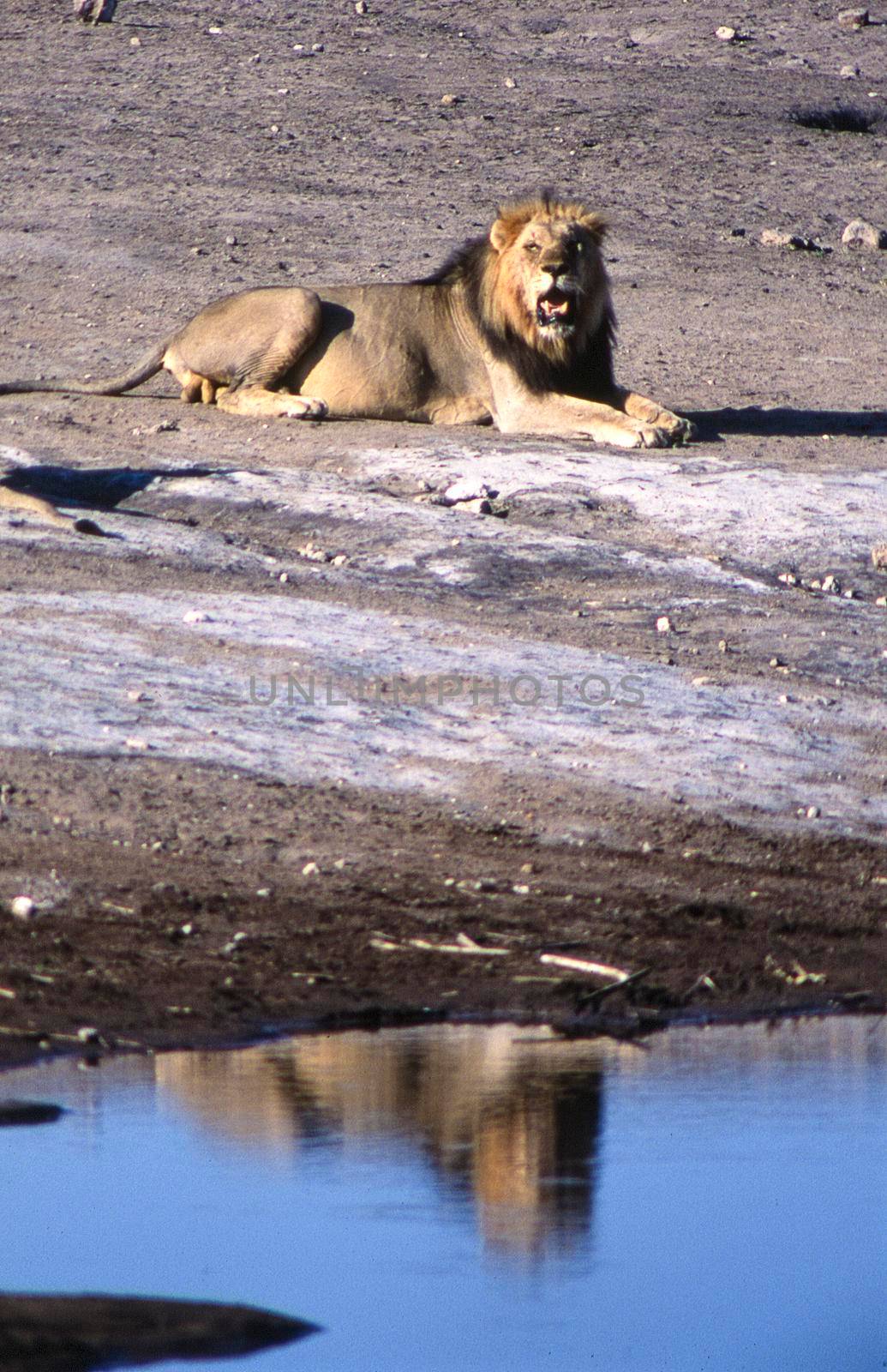 lion (panthera leo) etosha national park, namibia, africa