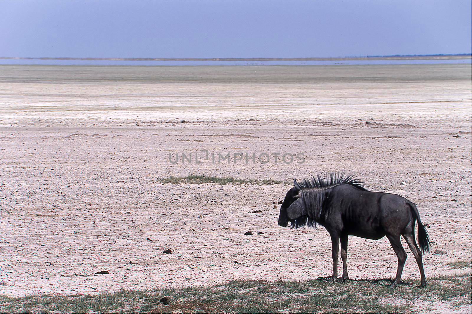 blue wildebeest (cannochaetes taurinus) etosha national park, namibia, africa