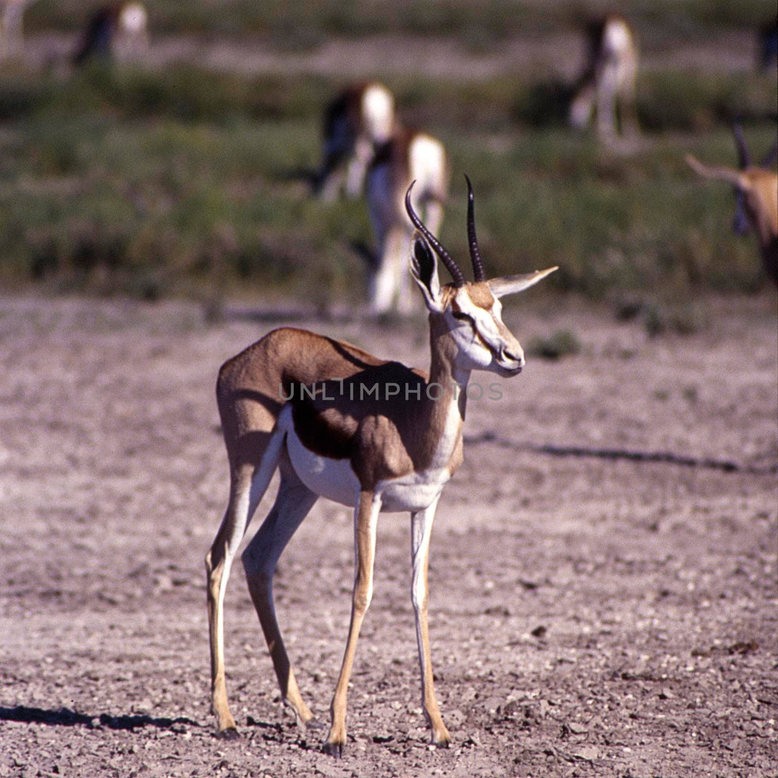 springbok by Giamplume