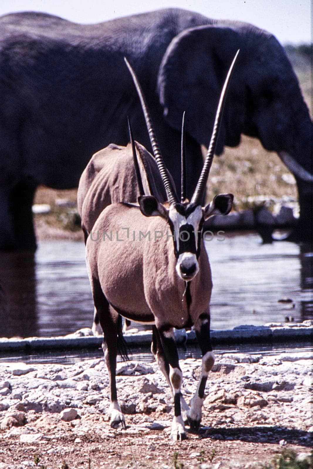 gemsbok (Orix gazella) Etosha national park, Namibia, africa