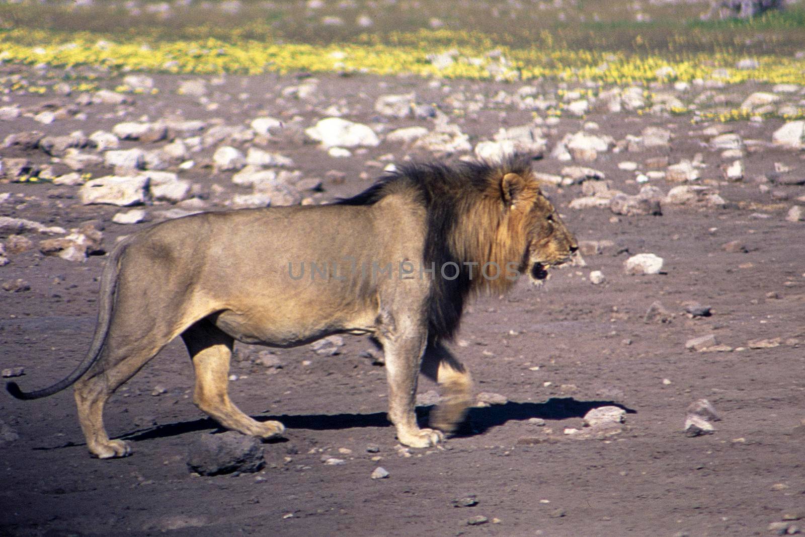 lion (panthera leo) etosha national park, namibia, africa