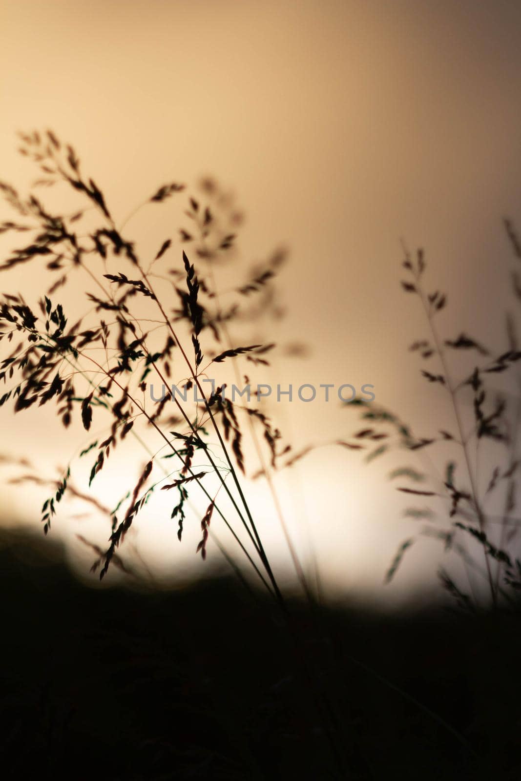 Green grass background in sunlight. Bright bokeh. Soft focus. Abstract natural background at sunset.