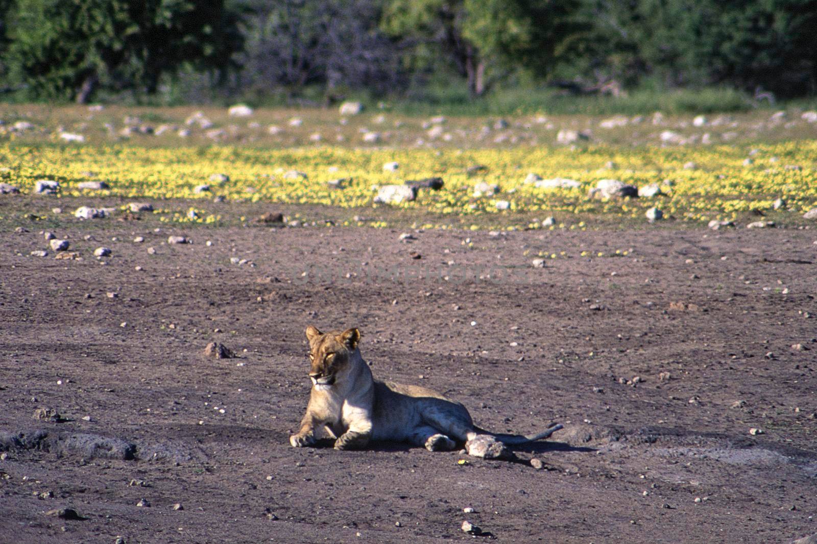 lion (panthera leo) etosha national park, namibia, africa