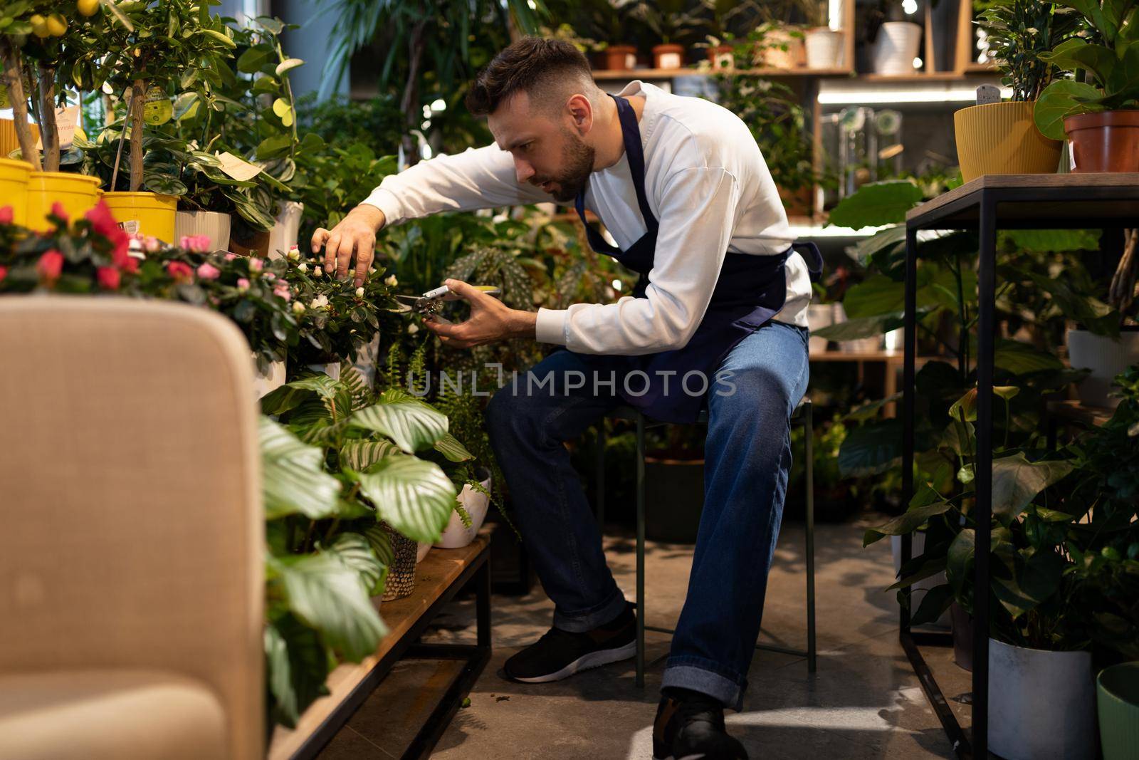 an experienced florist gardener teaches potted plants with pruning shears in the garden center.