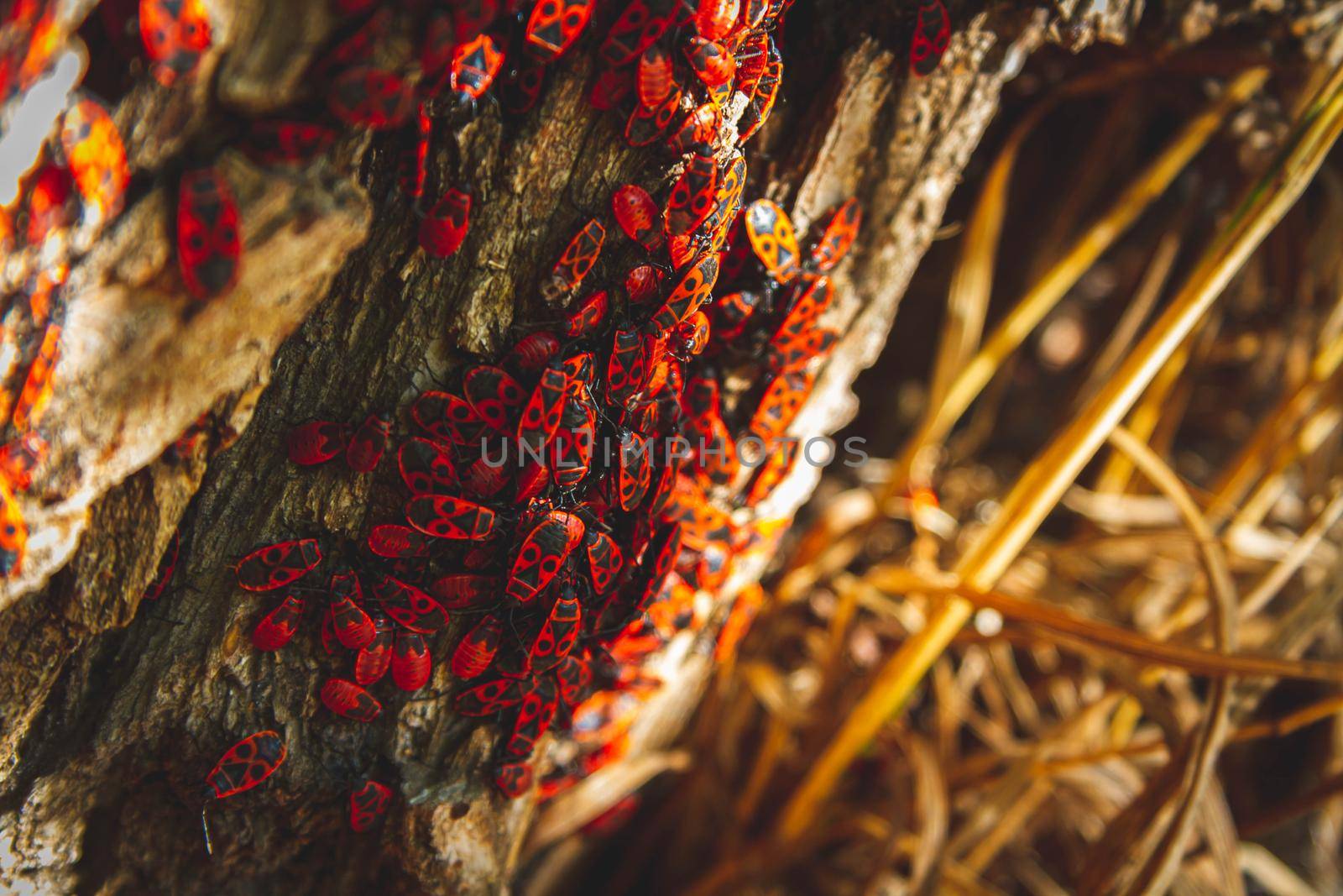 Red bug. Accumulation of soldier bugs. Red beetles in sun. Flock of insects in bright sunlight on bark of tree.