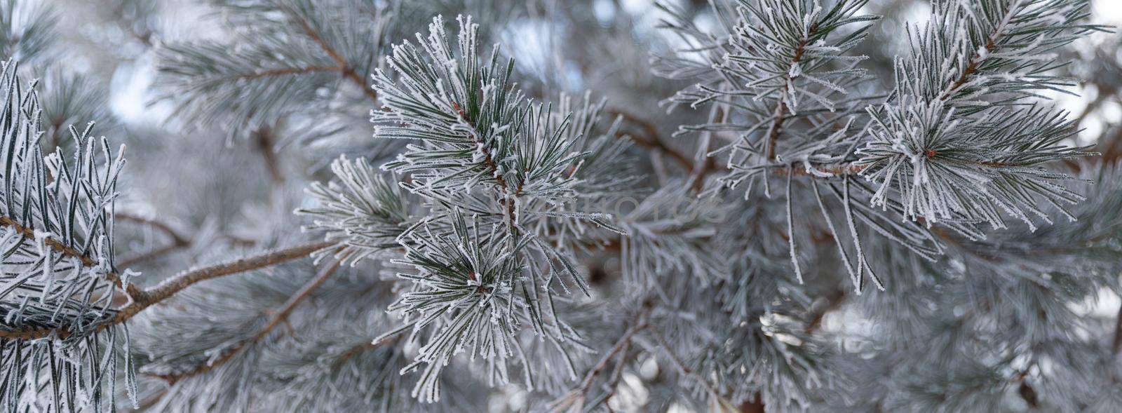 snow-covered spruce branches covered with hoarfrost close-up, needles in frost, photo with depth of field.