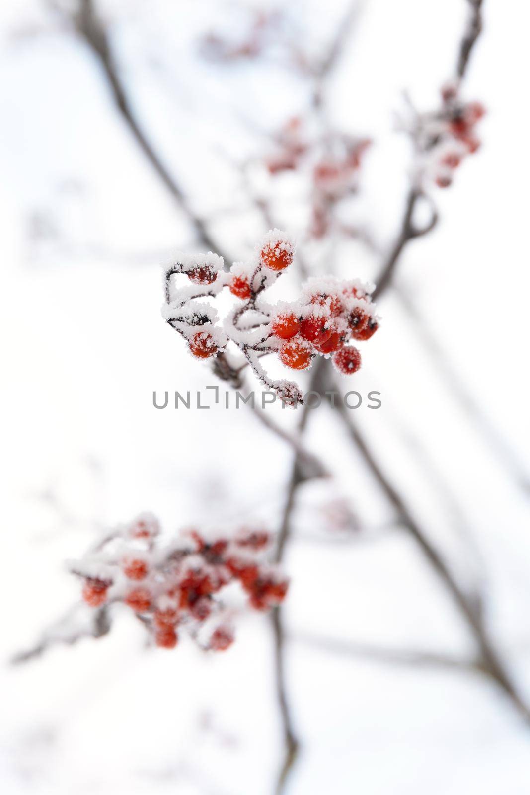 rowan branches close-up with orange and red fruits covered with hoarfrost and snow photo with depth of field.