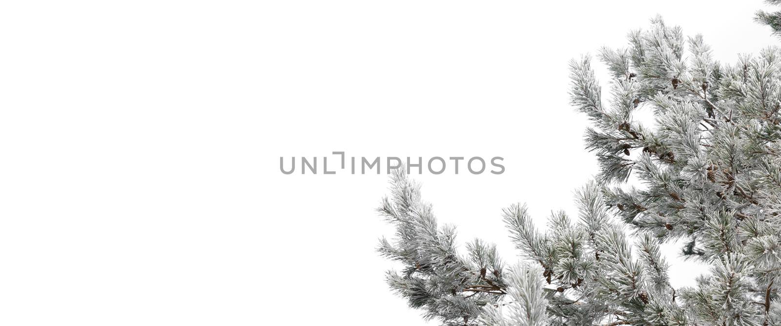 Pine tree branches covered with snow and it on a frosty winter day on a white isolated background with copy-space.