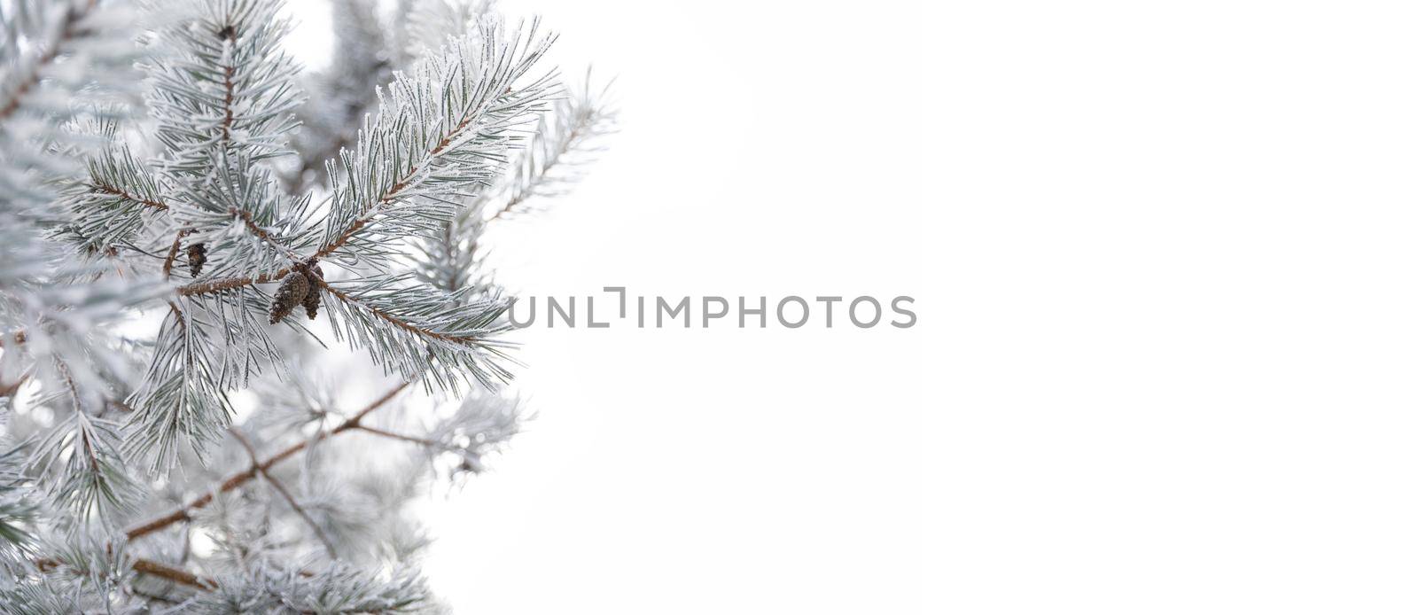 Fir branch with a cone covered with hoarfrost and snow on an isolated white background with copy-space.