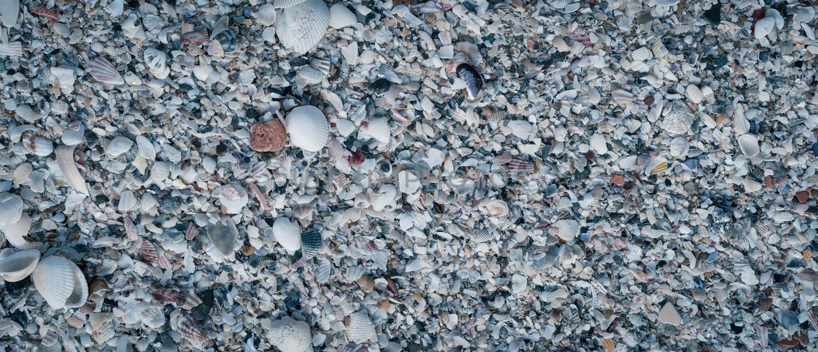 BANNER Close-up seashells on beach sand summer day. Abstract ocean background pattern collection.