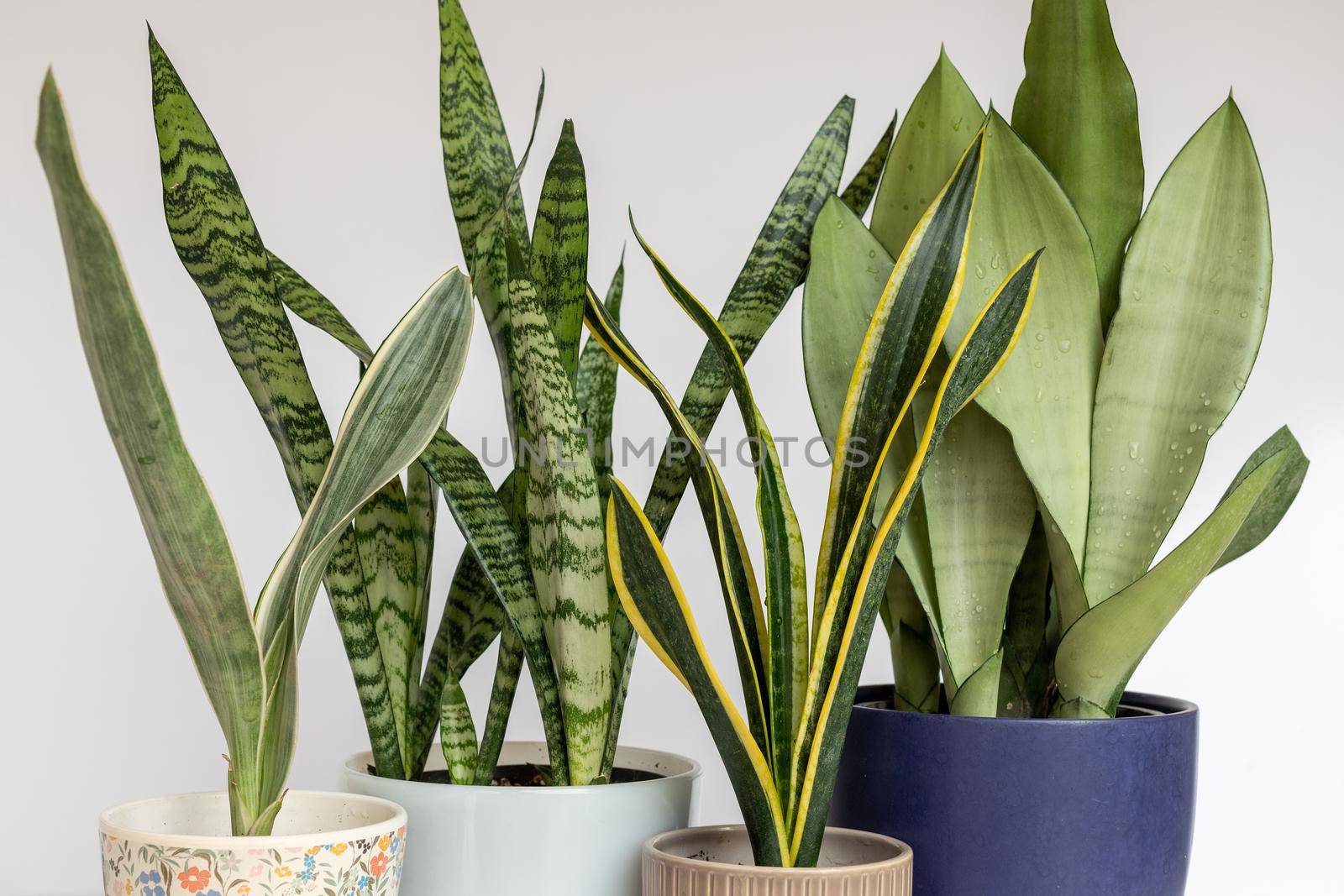 Sanseviera snake plants set indoor plants collection on a white isolated background