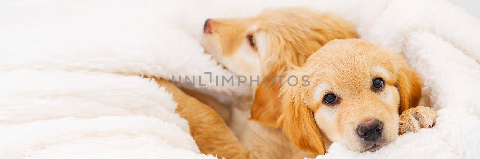 Cute Blond puppy lying on white blanket. This is a breed of Hovawart bred in Germany as a watch dog. by PhotoTime