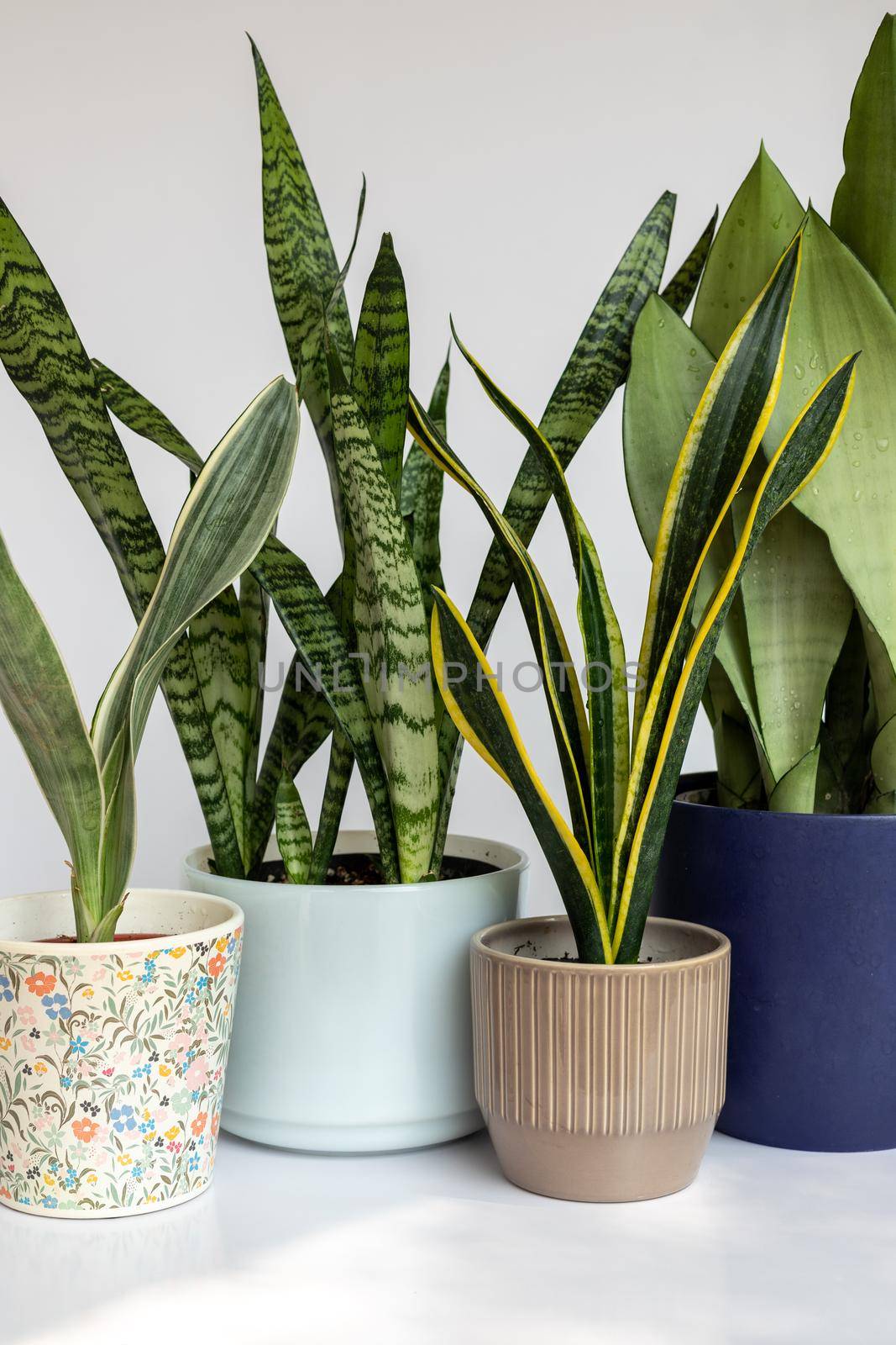 Group of snake plants in a ceramic pots on white isolated background