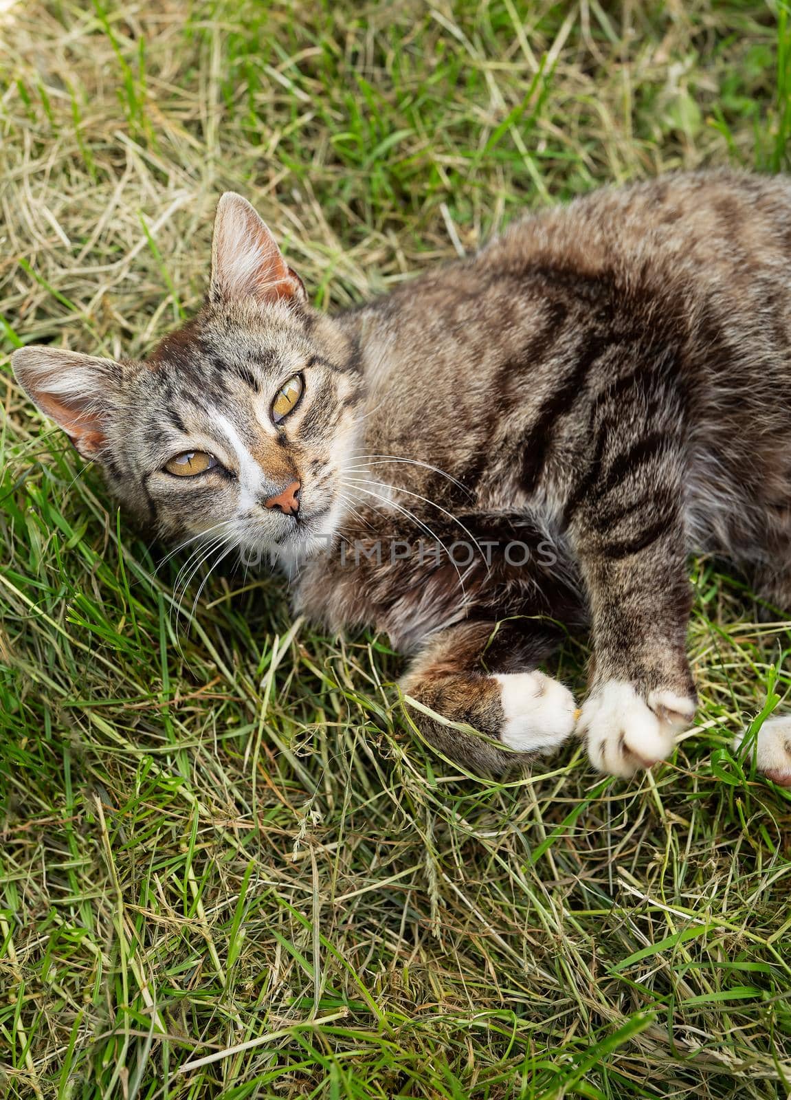 A beautiful gray cat lies in the grass and looks into the camera. Pet, relax outdoors. by sfinks