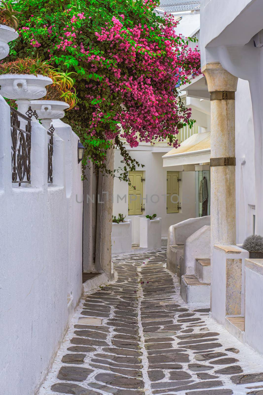 Empty cobblestone traditional dotted narrow alley with whitewashed houses and a big blossomed bougainvillea on the Cycladic Greek island of Mykonos.