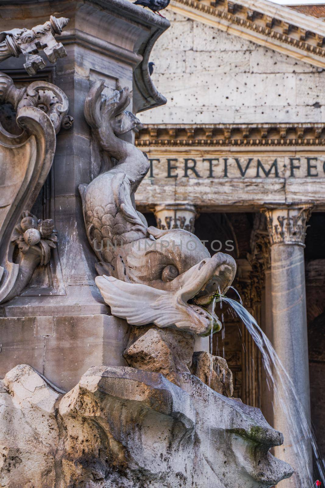 Rome, Italy Fountain of the Pantheon detail with running water from marble dolphin statue at Piazza della Rotonda.