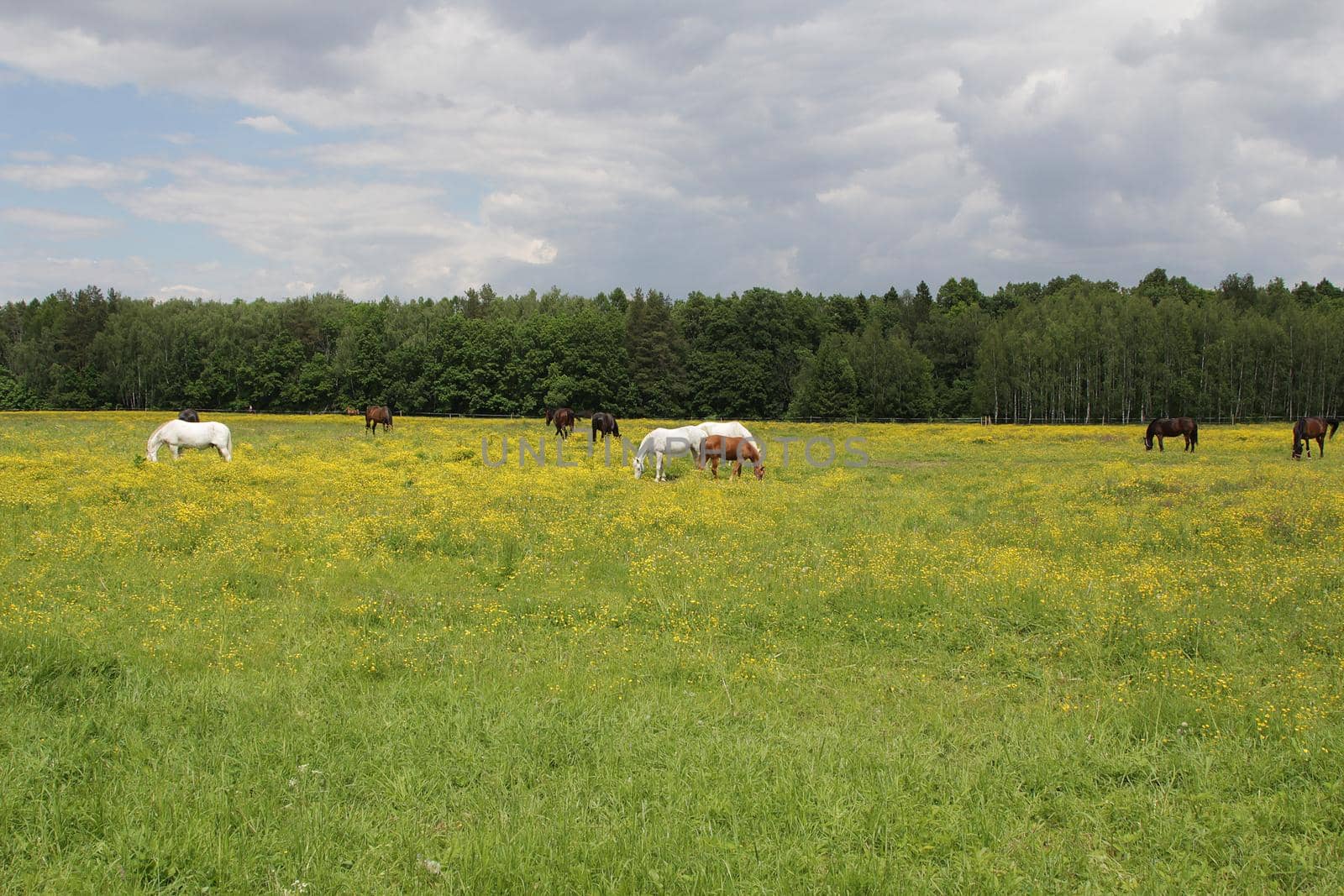 Horses graze in the meadow near the forest