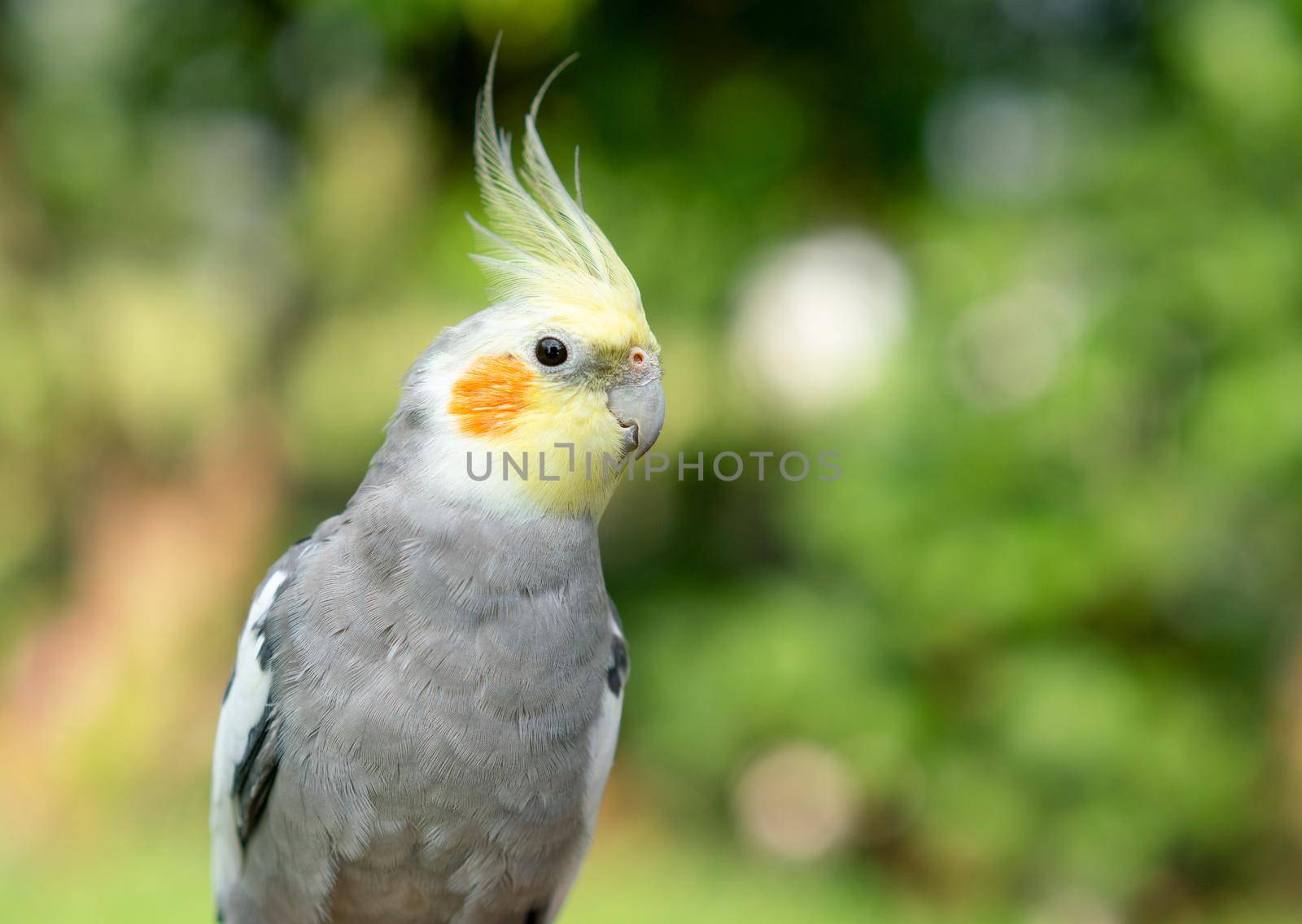 Cockatiel parrot in the garden.  Bird for pets by Buttus_casso