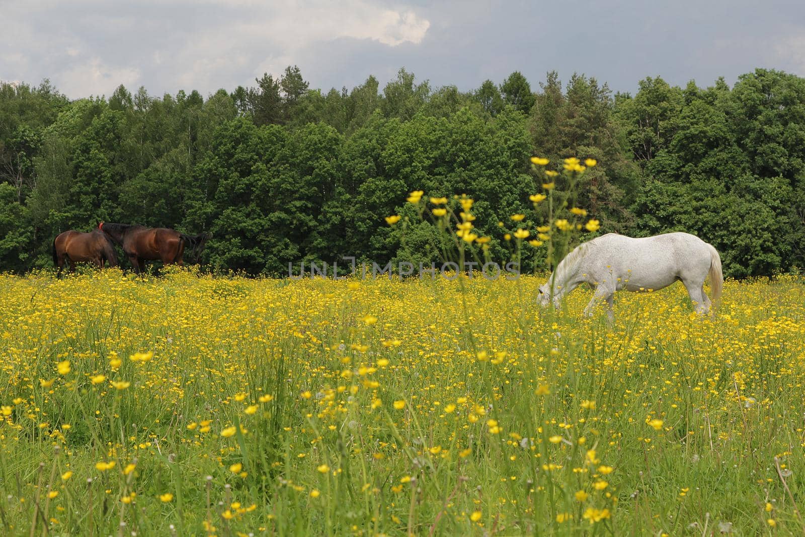 Horses graze in a meadow with yellow wildflowers