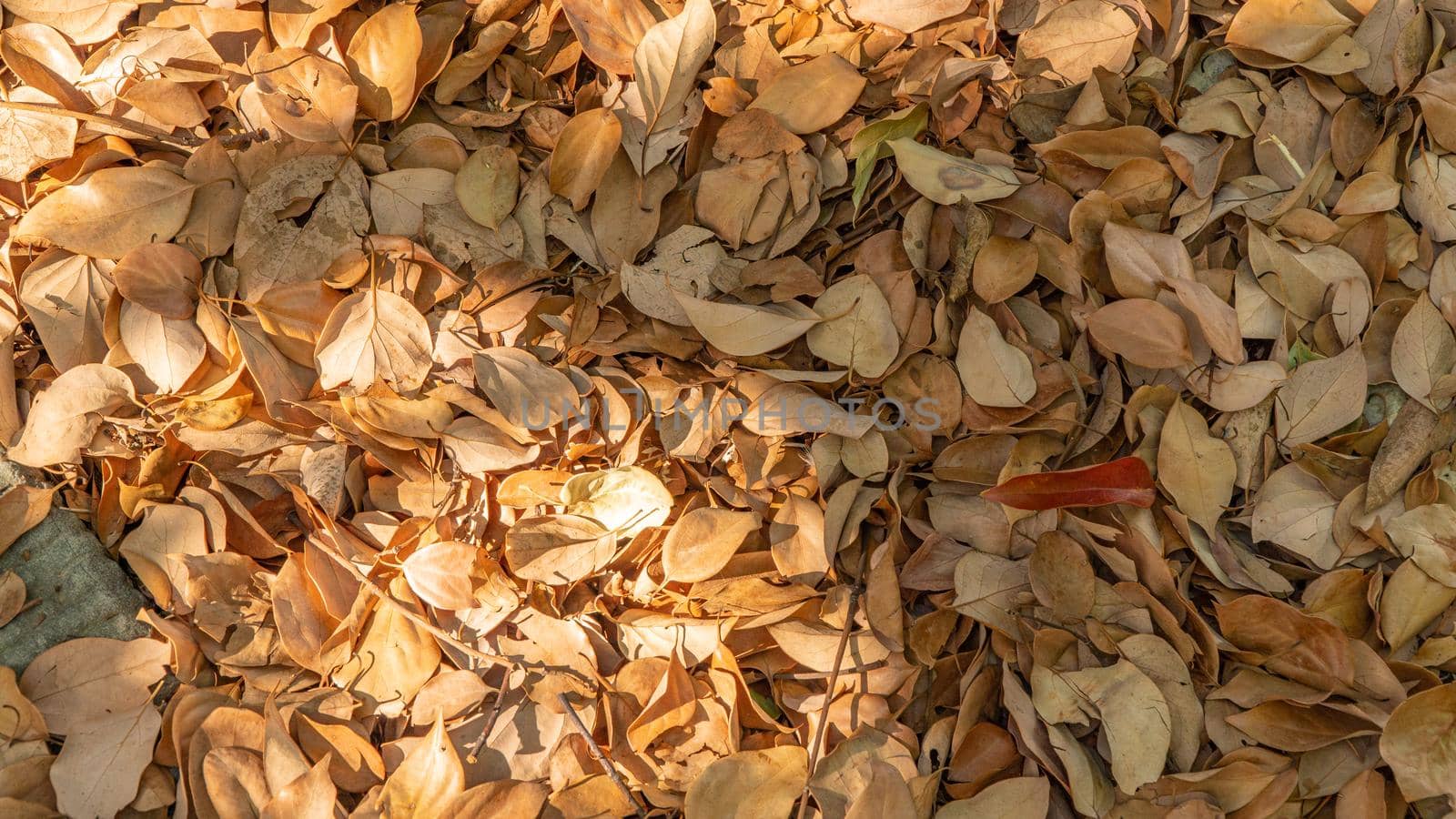 Background of autumn fallen leaves, warm sunny color by voktybre