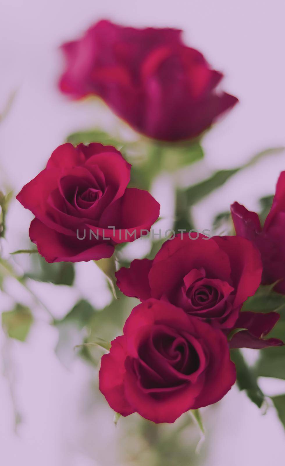 Tender bouquet of roses, floral gift and beautiful flowers closeup