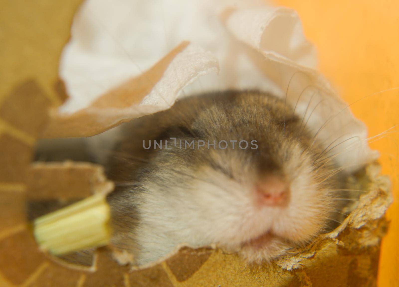 Sleeping Jungarian Hamster Image. Shooting Location: Yokohama-city kanagawa prefecture