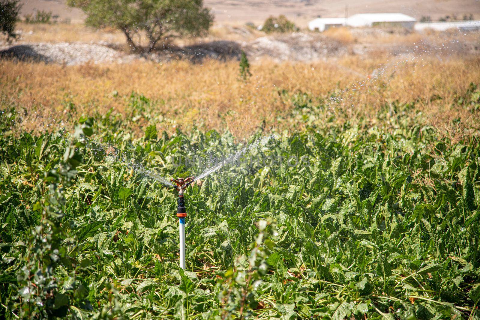Automatic Sprinkler irrigation system watering in the vegetable farm. Selective focus and motion blur by Sonat