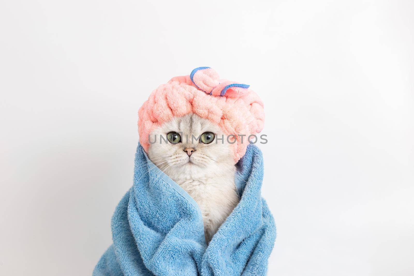 Funny wet white cat, after bathing, wrapped in a blue towel in a pink terry cap on his head, on a white background, look at camera. Close up. Copy space