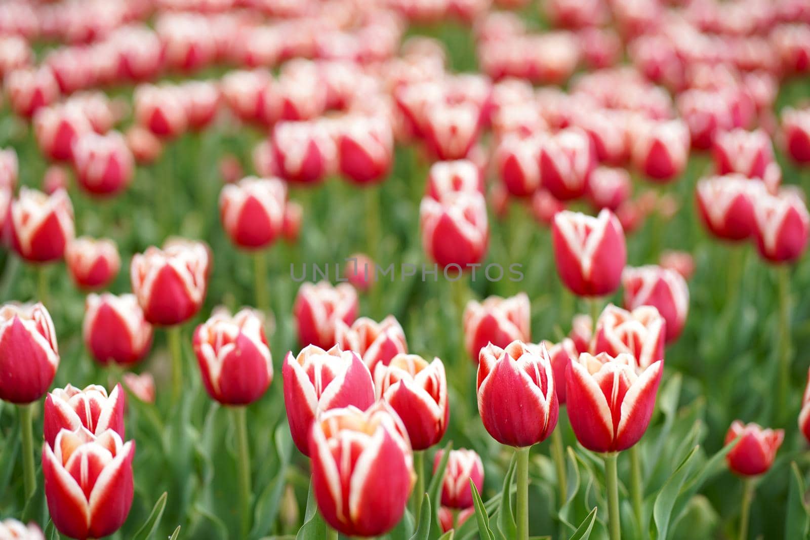 Beautiful tulip macro with a red bulbfield in the background in spring