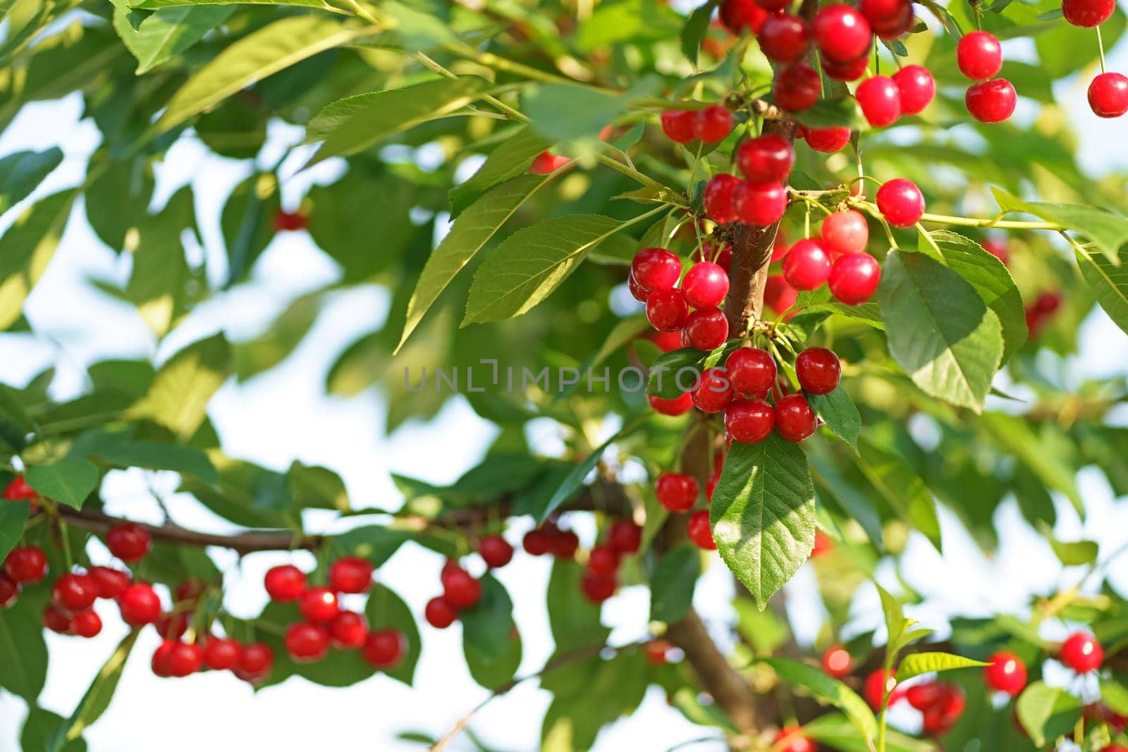 Great harvest of ripe red cherries on a tree branch. Selective focus. by aprilphoto