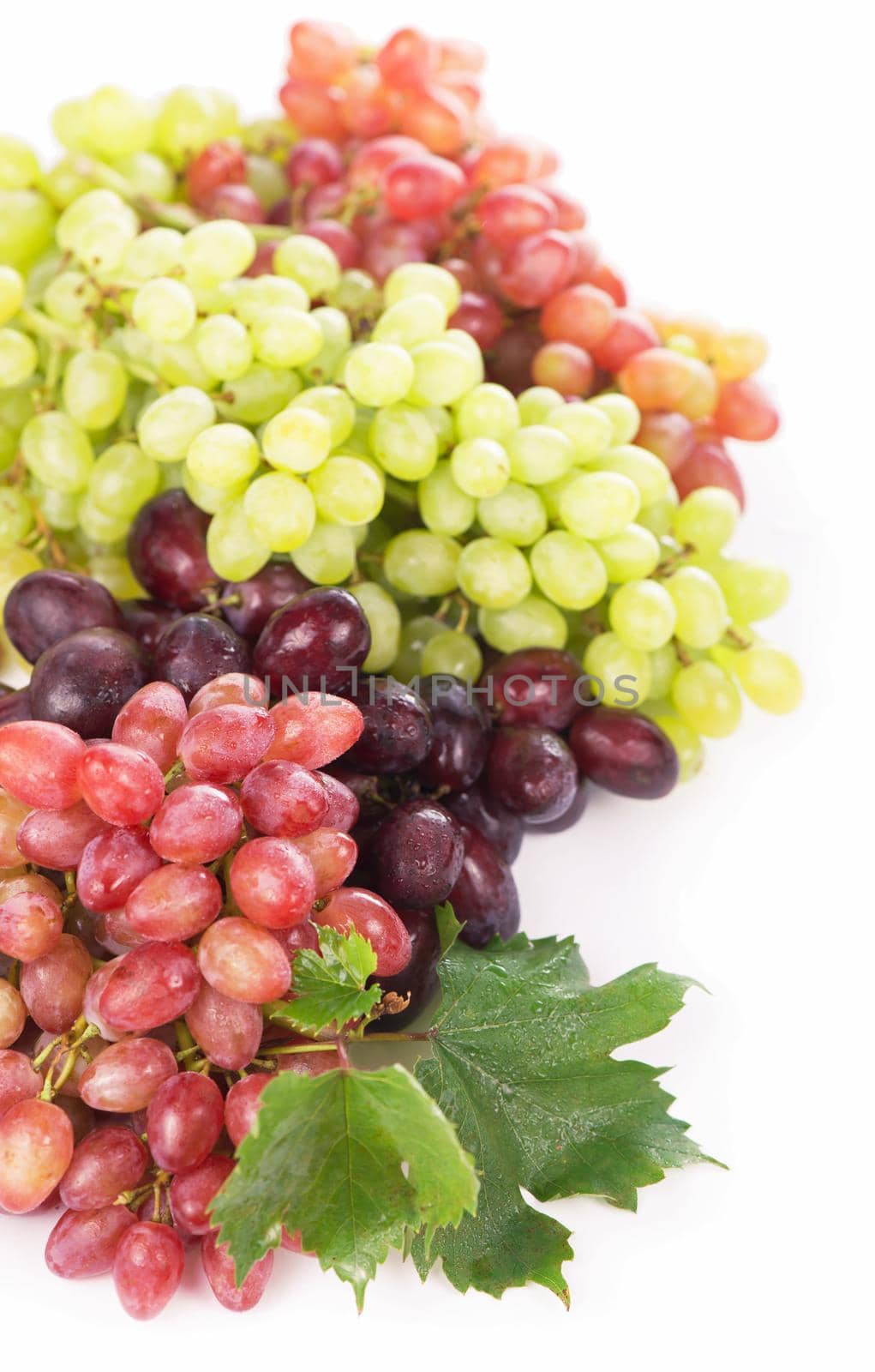 Red and white grapes, wine grapes.