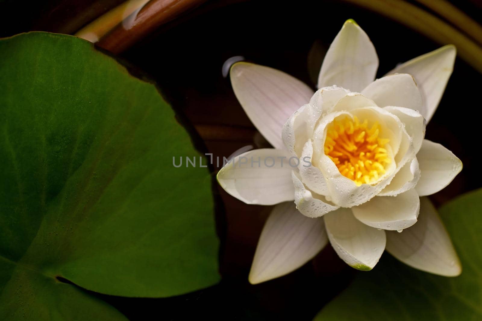 Beautiful white water lily flower in the lake .Nymphaea reflection in the pond by aprilphoto