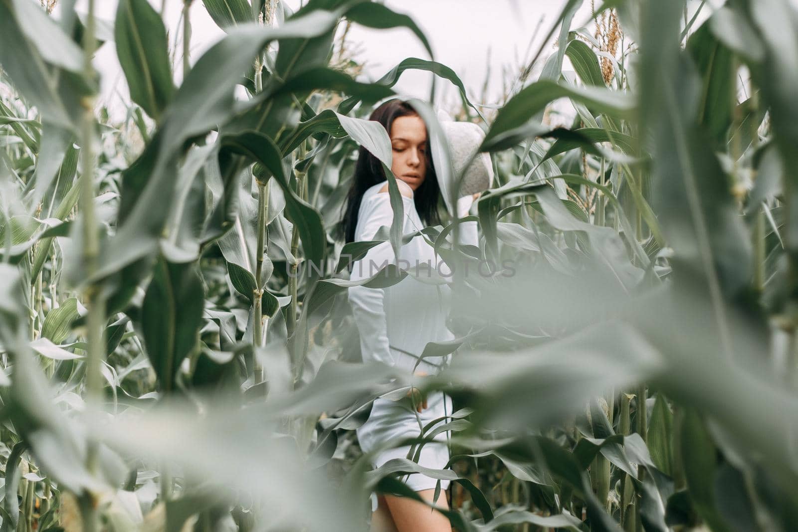 A brunette girl in a white dress in a cornfield. The concept of harvesting.